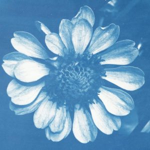 Zinnia